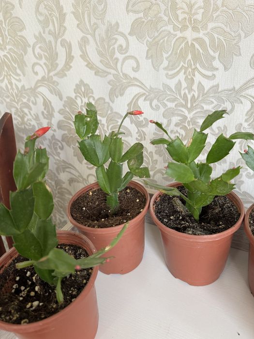 Шлюмбергера декабрист