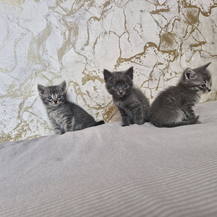 Продам котят 1,5 месяц