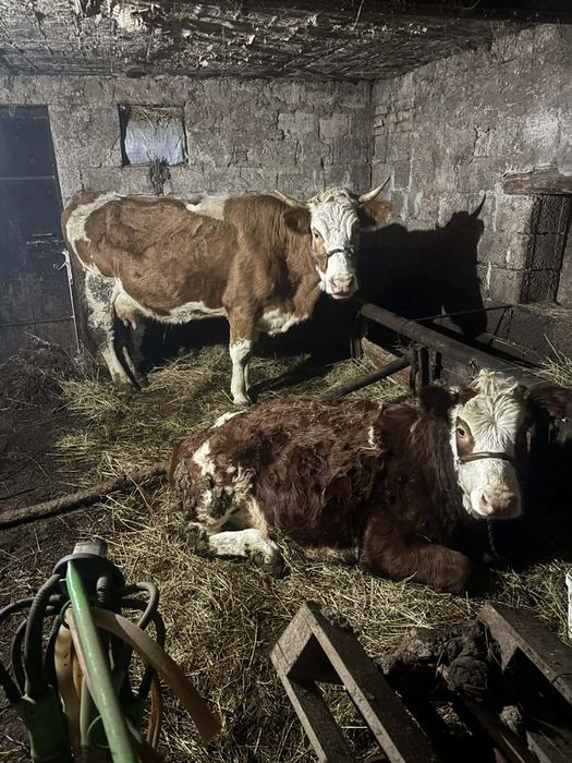 Vând vaca și junică