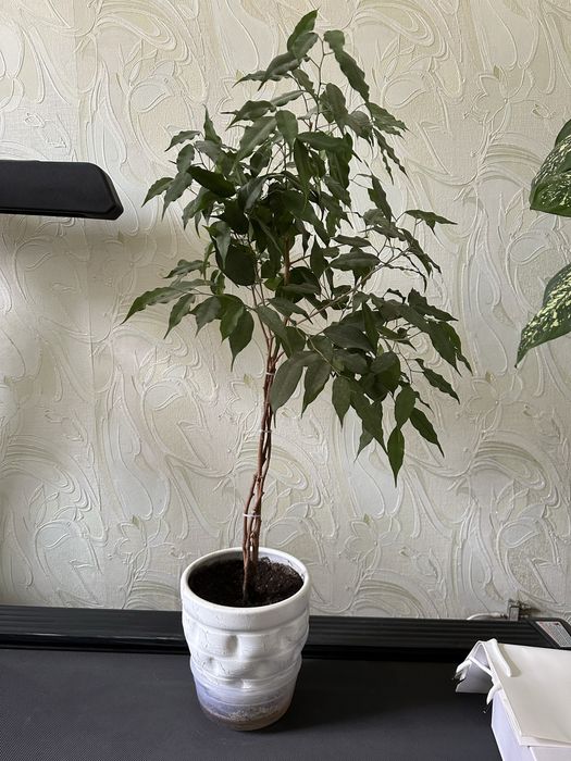 Фикусы Бенджамина