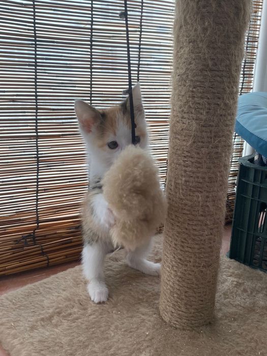 Отдам котенка в добрые руки