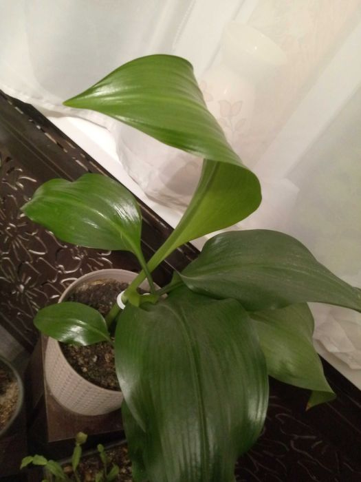 Продам комнатные цветы