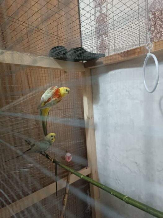 Pevchi Певчи popugay