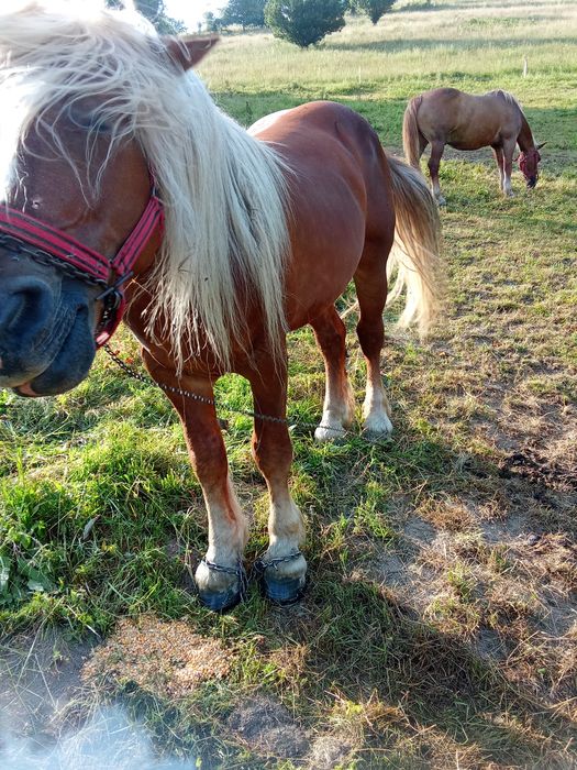 Vând harmasar 7 ani
