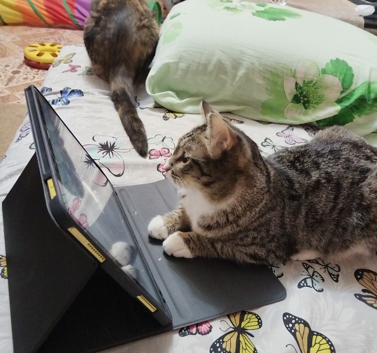 Отдам двух котиков.