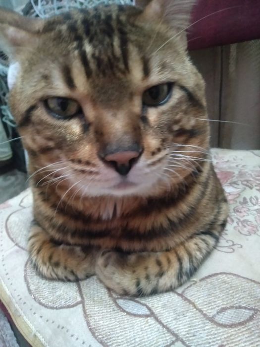 Кот бенгал для вязки