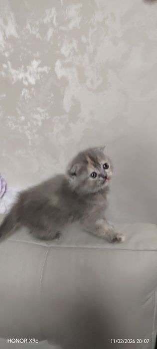 Вислоухие Шотландские котята от правельной вязки в подарок своим любим