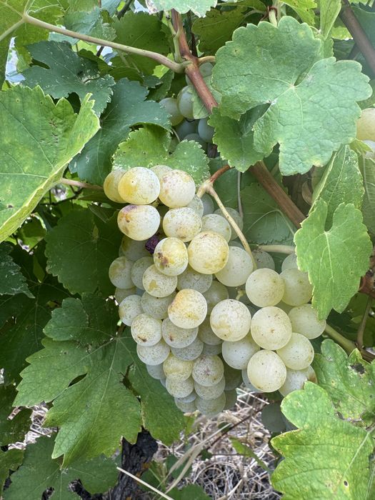 Vand diferite soiuri de struguri de vin