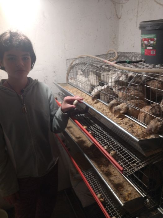 Vând ouă de prepeliță