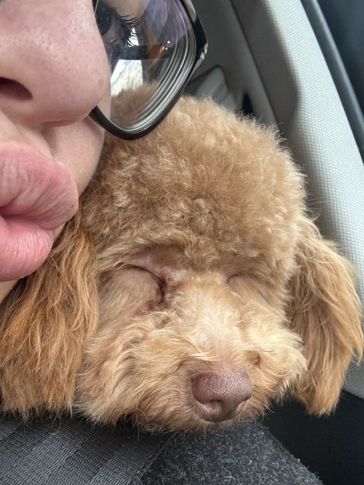 Момиче Той пудел-мършляк