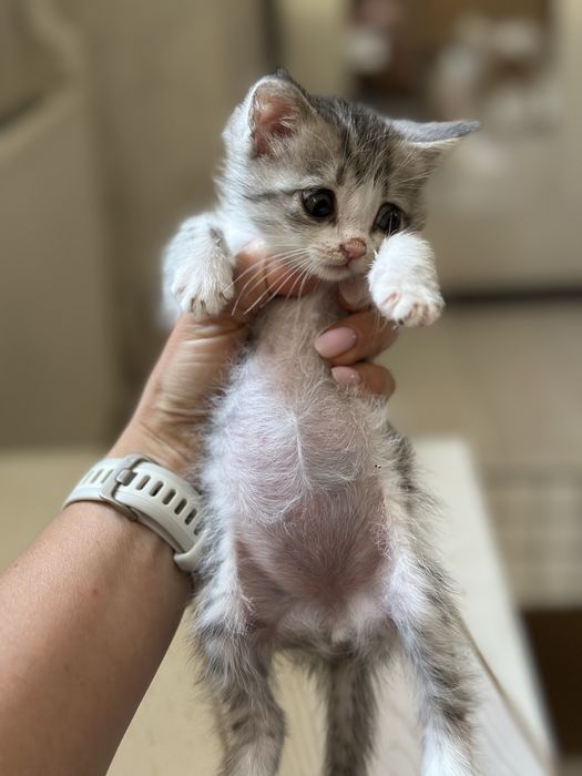 Котята бесплатно