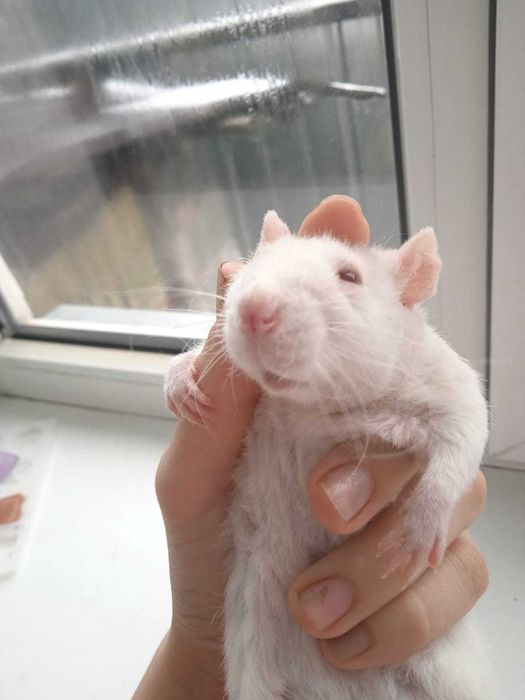 Декоративные крысы дамбо