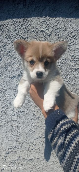 Предлагаю вельш корги пемброк!!!