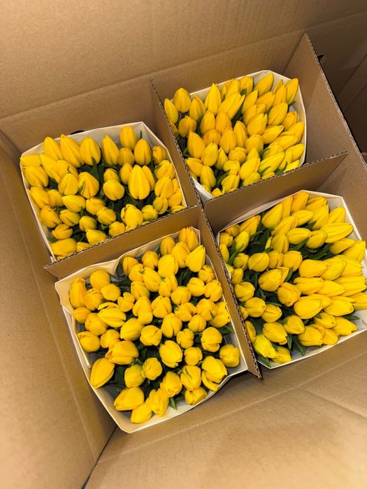 Тюльпаны оптом и в розницу
