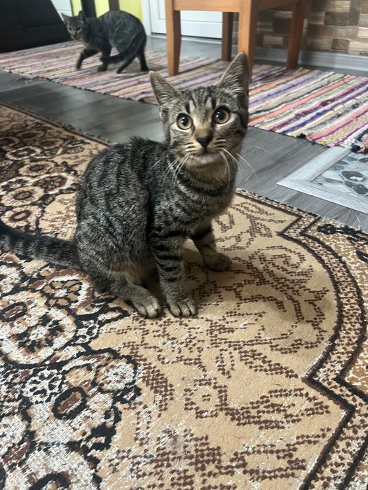 Ofer sper adopție