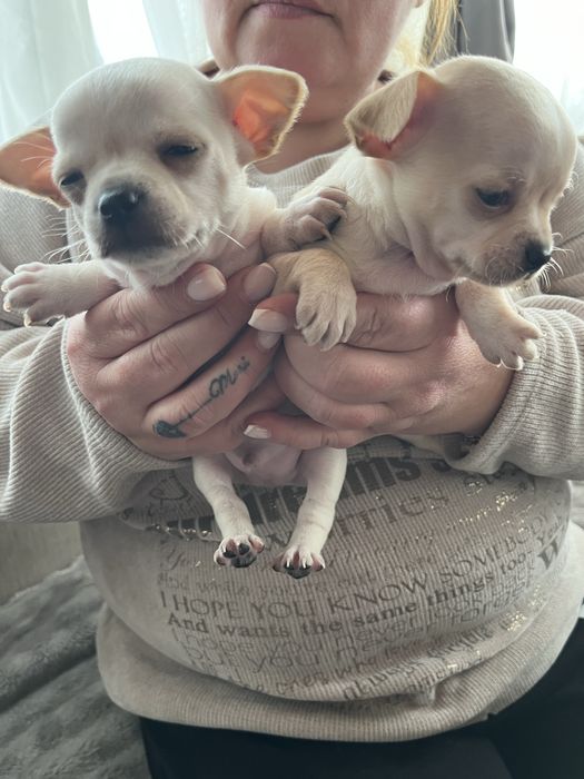 Продавам Чихуахуа