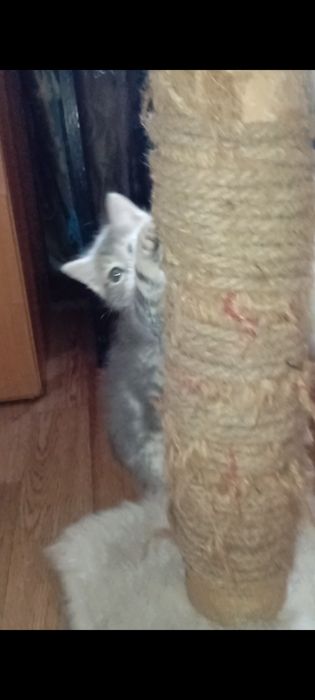 Котята 1,5 месяцев.