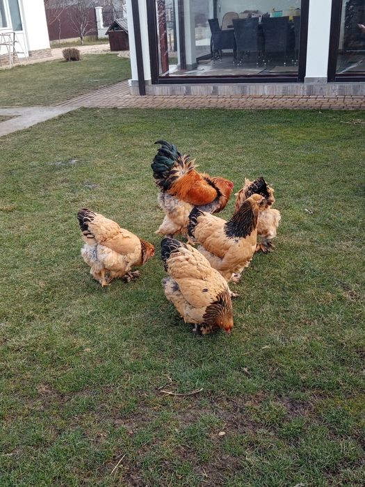 Vând ouă pentru incubat de brahma columbia pe negru