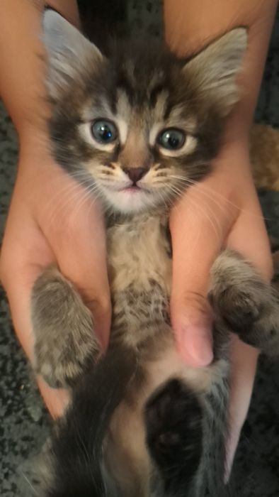 Котята отдадим бесплатно