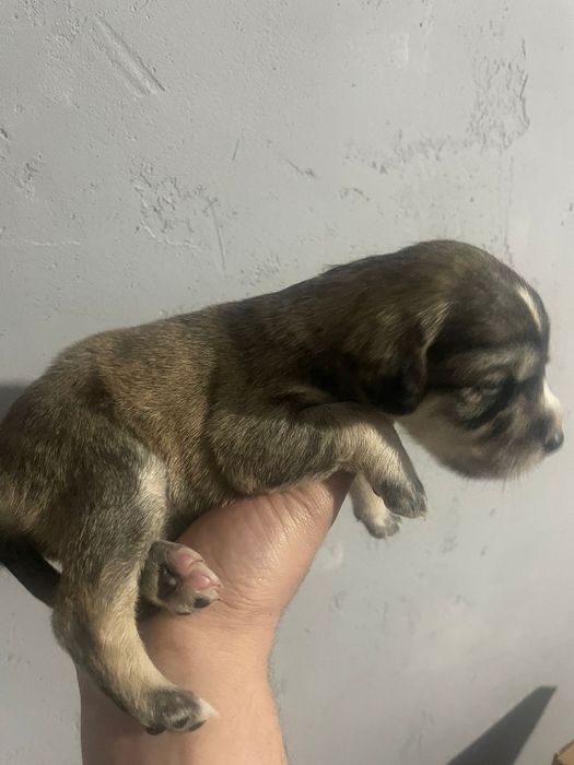 Продам щенков в хорошие руки