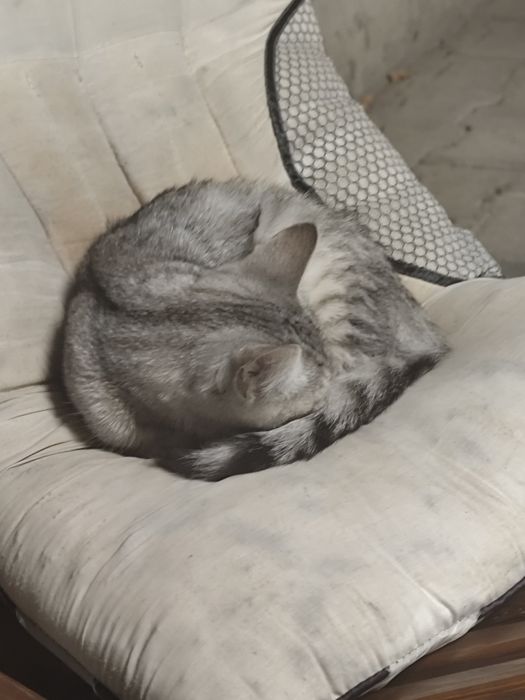 Бездомный котенок