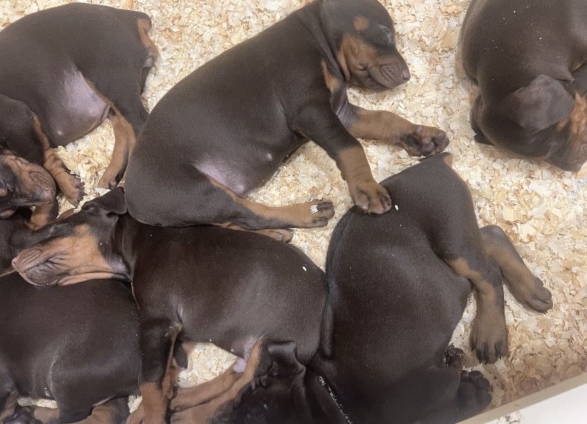 прекрасные щенки  добермана,