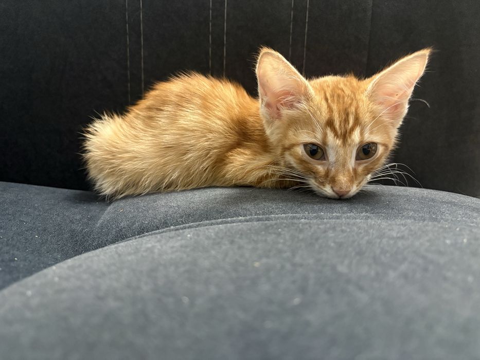 Отдам котенка мальчика в добрые руки