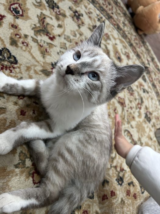 Lynx point пародиски кошка