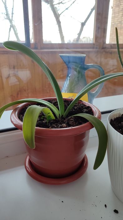 комнатные растения