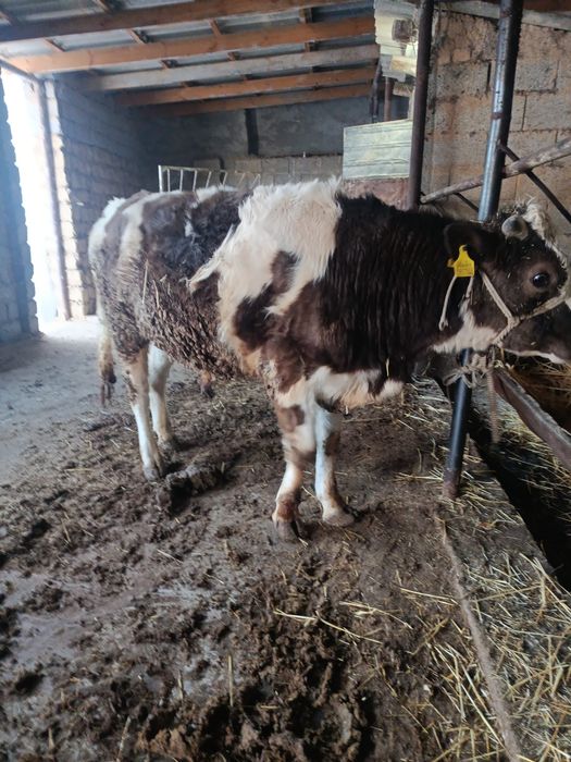 Буқа сатылады аа