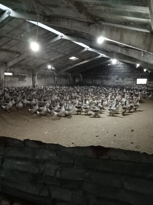 Пух перо гусинное