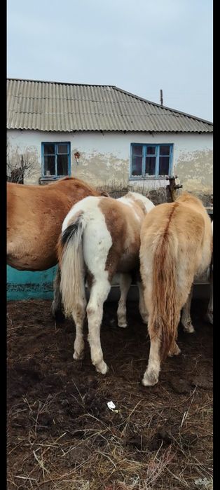 Жабағылар сатылады