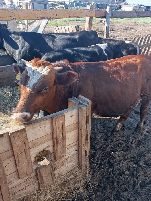 Продам годовалых бычков