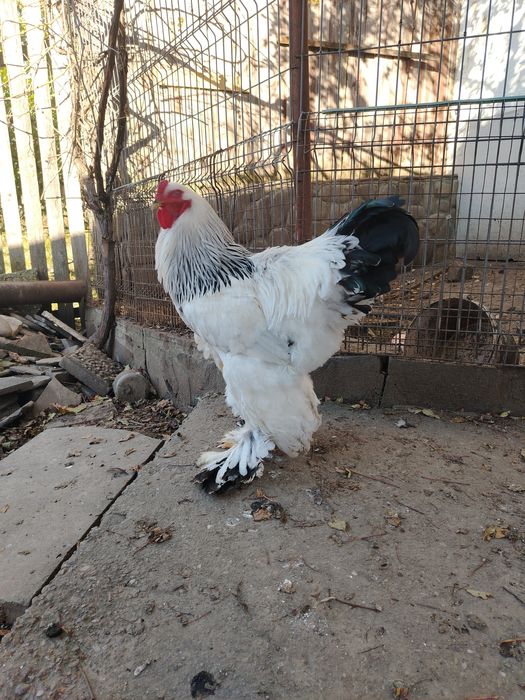 Cocosi Brahma diferite varietati