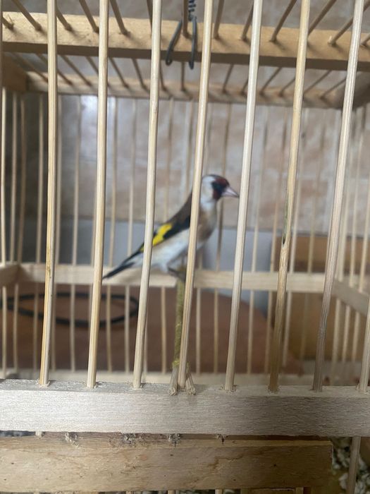 Щегол и канарейка