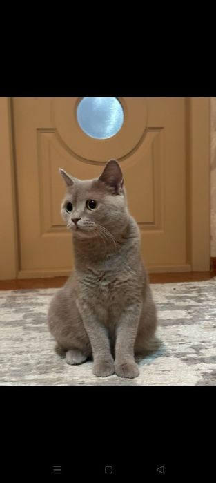 Отдам в добрые , заботливые руки кошечку порода Британка