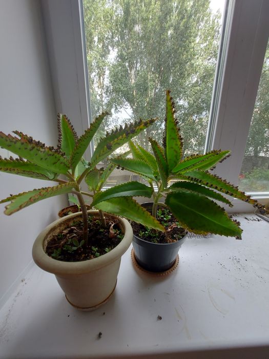 Продам каланхоэ .