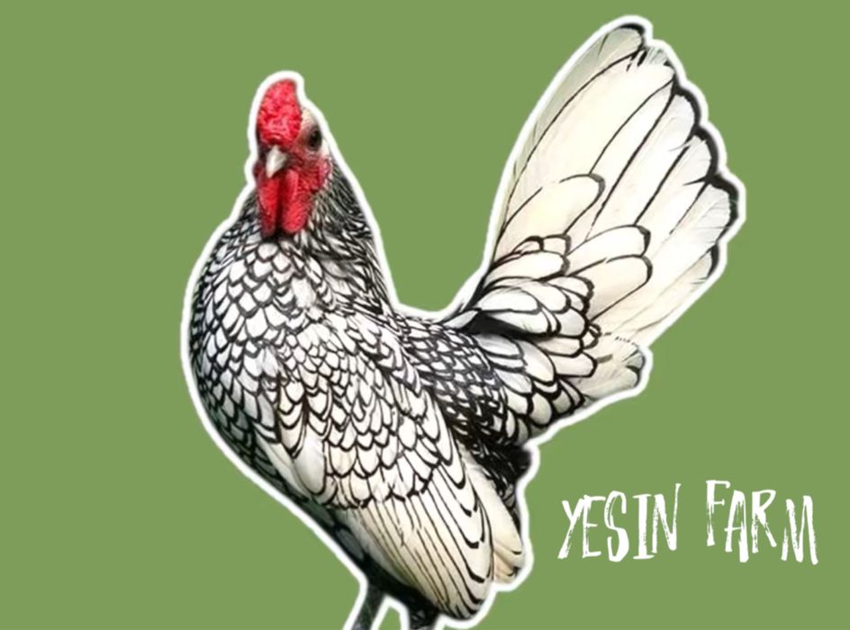 Породные куры инкубационные яйца под заказ свежие партии