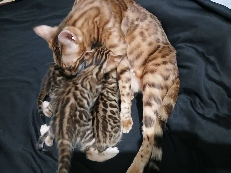 Бенгальские котята продаётся