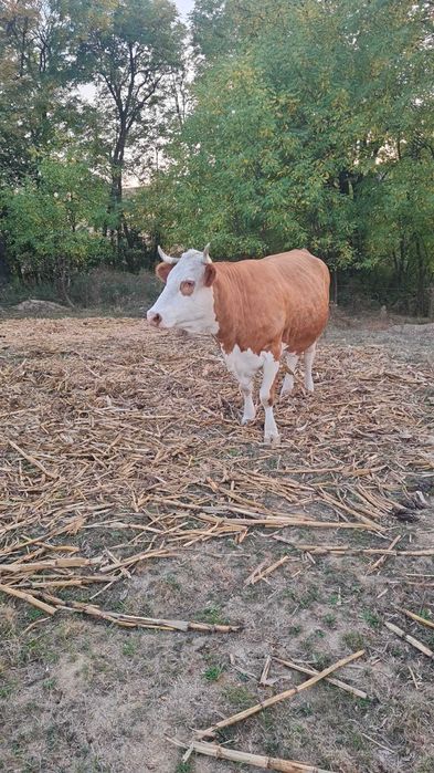 Vând vaca de 8 ani gestanta in 8 luni