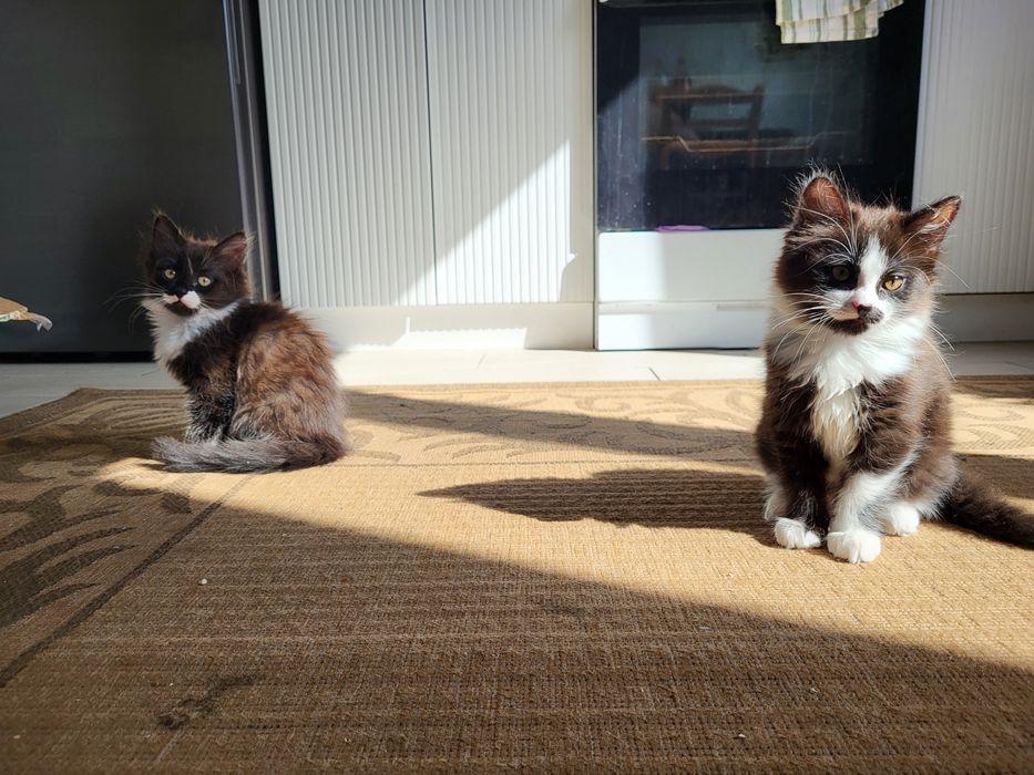 Продам котят красивые игривые