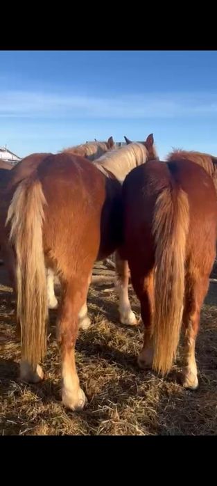 Продам двух кобылок