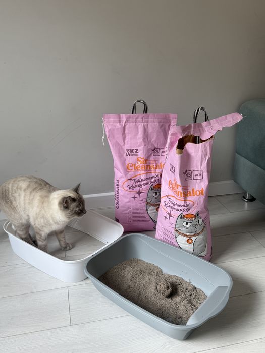 Кот Кошка Котенок Мысық