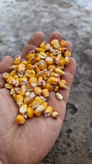 Transport gratuit porumb si grau uscat la 1.1kg va servim la domiciliu