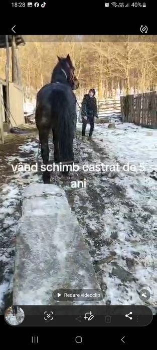 Vând cal sihlea vramcea