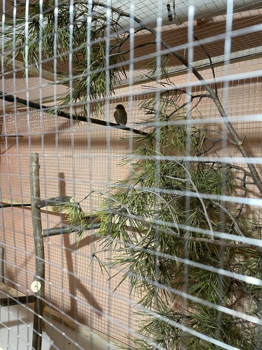 Продам клетку для птиц (вольер)