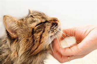 Serviciu Pet Sitting - Ingrijire la domiciliu animalutului tau