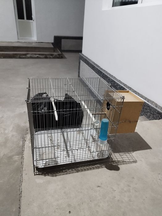 toʻti qush savati uyichasi bilna