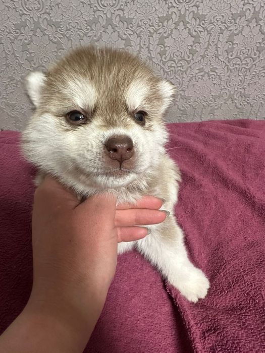 Пролается щенок сибирского хаски