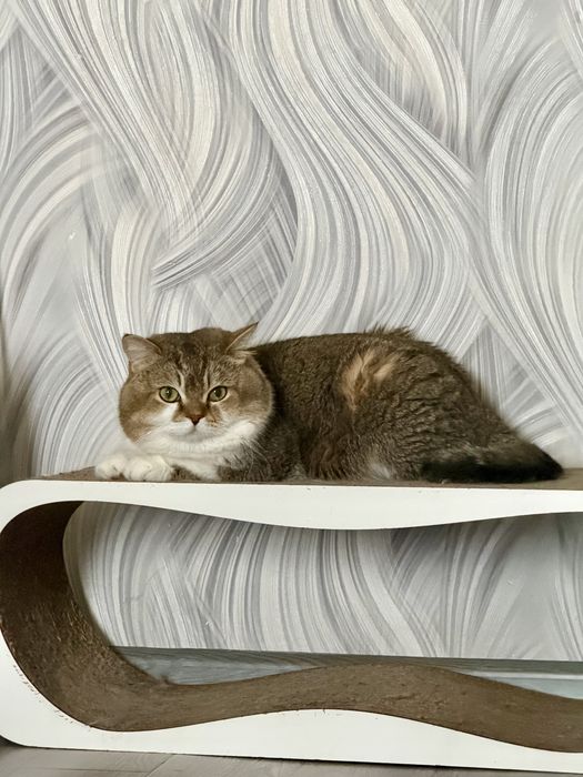 Британские котята